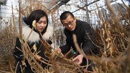 虎年春節，《山海情》出續集了？