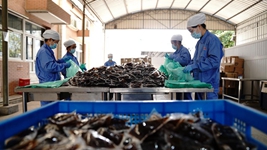 中醫藥發(fā)揮獨特優(yōu)勢“防、治、康”全程助力抗疫