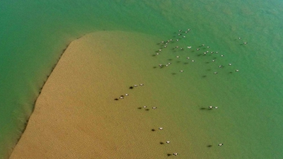 “塞上湖城”銀川:濕地生態(tài)好 候鳥(niǎo)紛紛來(lái)