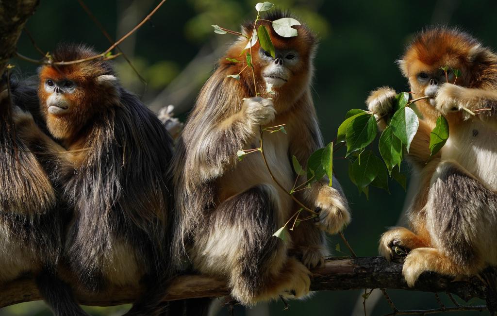 走進(jìn)川金絲猴樂(lè )園