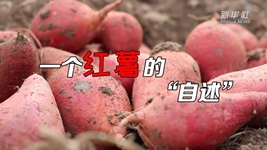 想看看紅薯的“鍍金”之旅嗎？來(lái)聽(tīng)聽(tīng)“自述”吧！