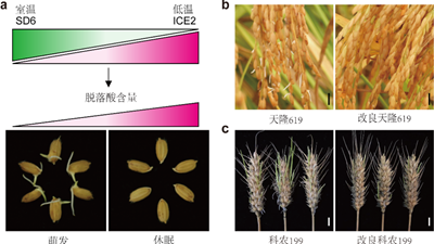我國科學(xué)家找到調控水稻、小麥穗發(fā)芽的“開(kāi)關(guān)”