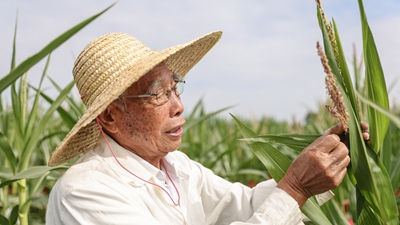 87歲，他在三亞南繁又一年