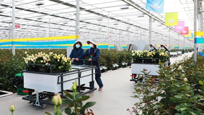 甘肅臨夏:振興鄉村“花為媒”