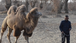 大漠小村譜新篇——聆聽(tīng)新疆鄉村振興脈動(dòng)新聲