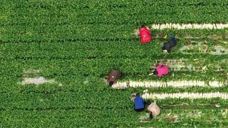 鄉村振興“十二盼”！來(lái)自8省24村的蹲點(diǎn)報告