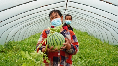 疫情致浦東120萬(wàn)斤西瓜滯銷(xiāo)？記者實(shí)地探訪(fǎng)