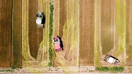 夏糧，穩！