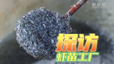 這個(gè)工廠(chǎng)，每天銷(xiāo)售蝦苗約2000萬(wàn)尾