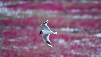 生態(tài)好不好，看鳥(niǎo)就知道——遼河口濕地保護見(jiàn)聞