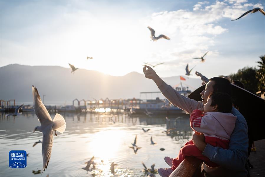 （鏡觀(guān)中國·新華社國內新聞?wù)掌恢芫x）（6）云南昆明：春城迎接紅嘴鷗