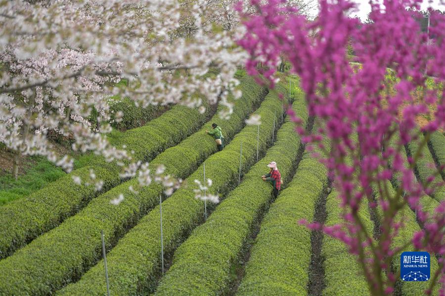 #(經(jīng)濟)(3)貴州余慶:采摘“明前茶”