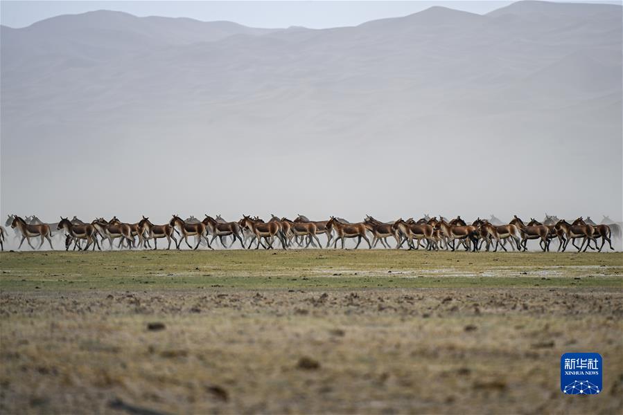 (鏡觀(guān)中國·新華社國內新聞?wù)掌恢芫x)(10)初夏時(shí)節 阿爾金山生機盎然