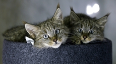 新華全媒+丨生態(tài)向好，“高原喵星人”萌態(tài)歸來(lái)