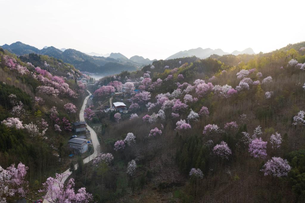 四川江油:辛夷花開(kāi)