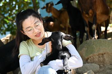 新華全媒+|海島女“羊倌”的返鄉創(chuàng )業(yè)夢(mèng)