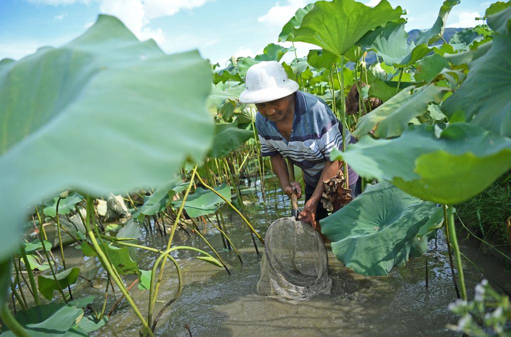 “蓮魚(yú)共養”富農家
