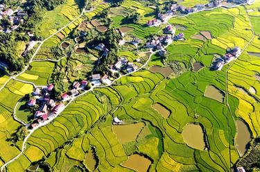 湖南雙峰:再生稻 喜豐收