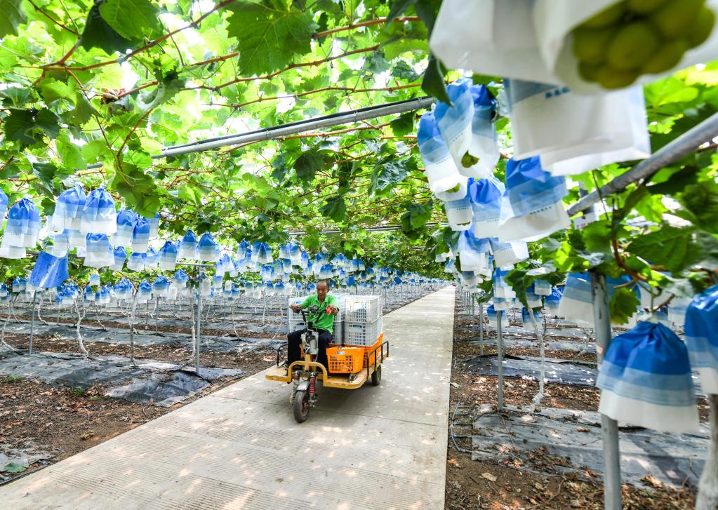 四川彭山：數字化大棚助力葡萄穩產(chǎn)穩收