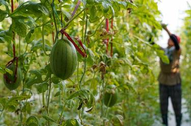 山東墾利:鹽堿地上結碩果