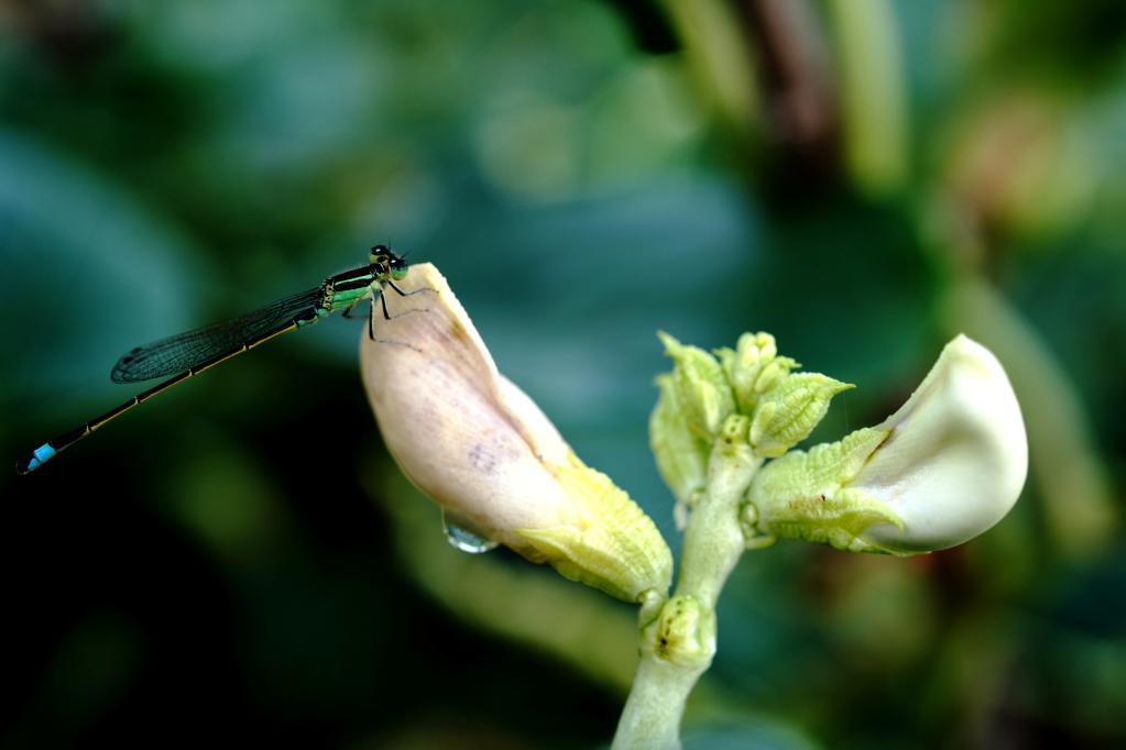 滬郊田野:雨后的“隱秘世界”
