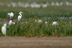 閩江河口濕地迎來(lái)候鳥(niǎo)“先頭部隊”