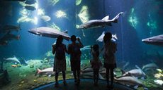 新華全媒+丨夜宿“海底”與鯨鯊“同眠”