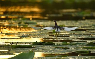 詩(shī)意中國——翻空白鳥(niǎo)時(shí)時(shí)見(jiàn)，照水紅蕖細細香