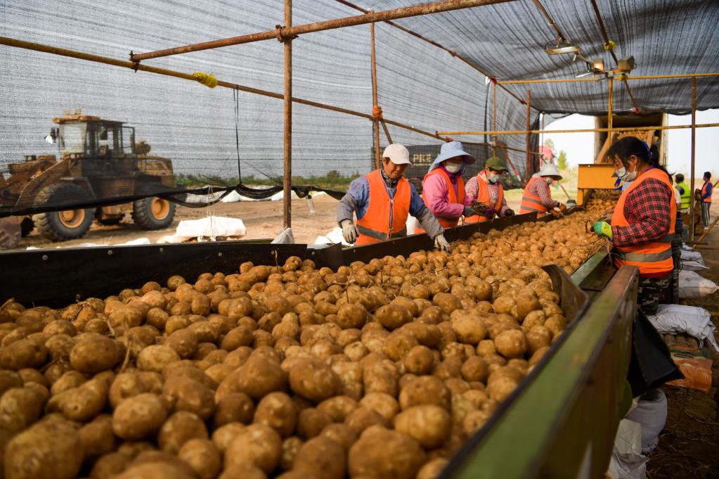 內蒙古鄂爾多斯:沙漠腹地土豆迎豐收