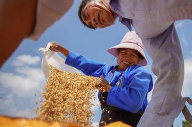 詩(shī)意中國——百里西風(fēng)禾黍香，鳴泉落竇谷登場(chǎng)