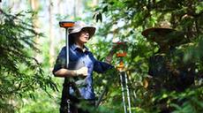 嶺南森林里的“格?；?rdquo;