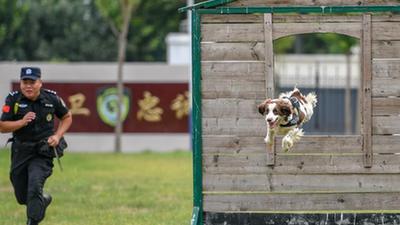 警犬“汪汪隊”:搬新家 訓練忙