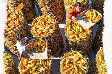 新華全媒+丨農忙正當時(shí)