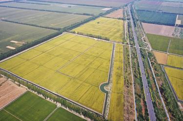 新華全媒+|雄安新區:白洋淀畔稻花香