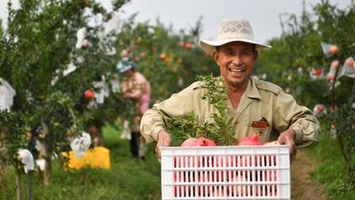 新華全媒+丨陜西臨潼：傳統石榴產(chǎn)區煥發(fā)新活力