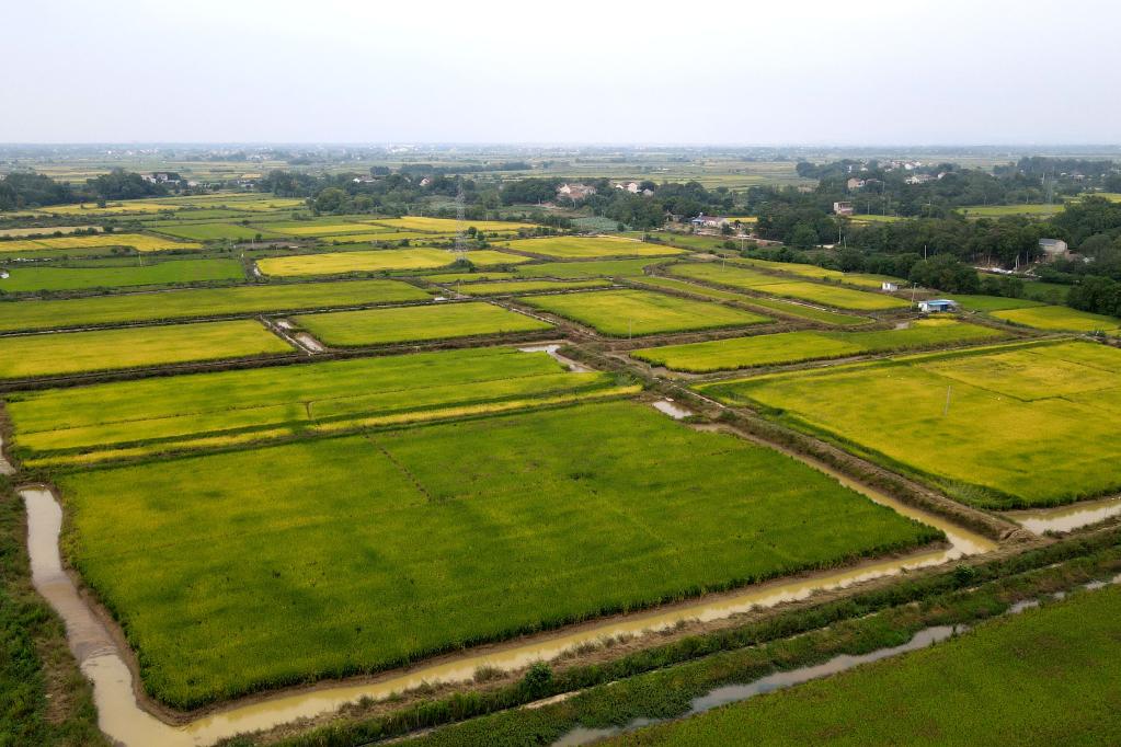 安徽郎溪:稻田飄香 靜待收獲