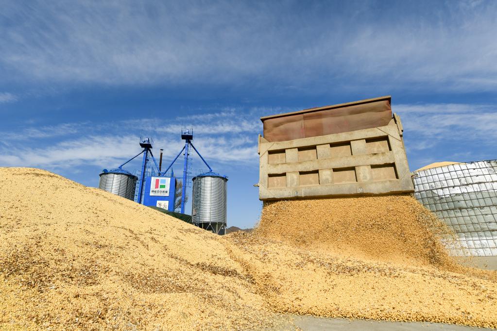 內蒙古扎蘭屯:大豆豐收