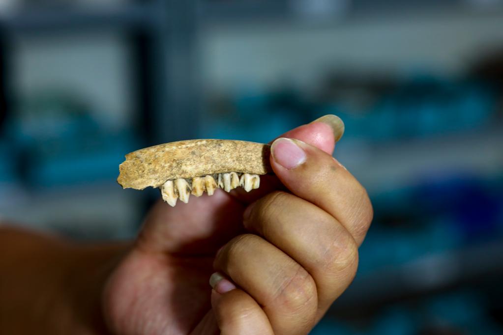 新華全媒+丨重慶涪陵小田溪遺址又有新發(fā)現