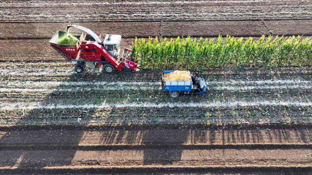 河北:金穗彎腰谷飄香 “鐵牛揮戈”糧滿(mǎn)倉