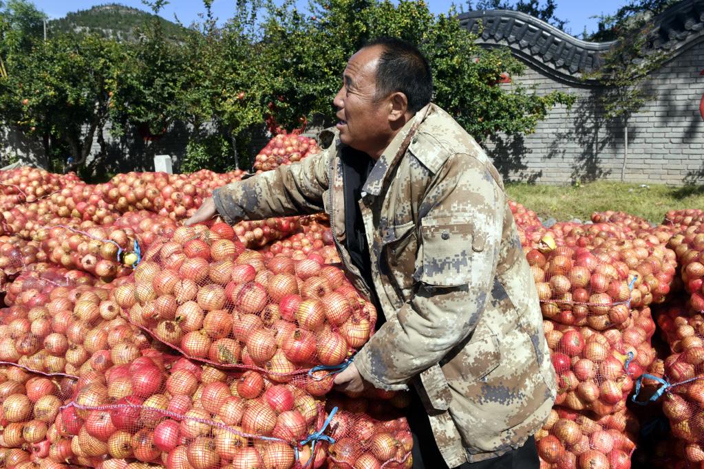 山東棗莊:石榴紅了
