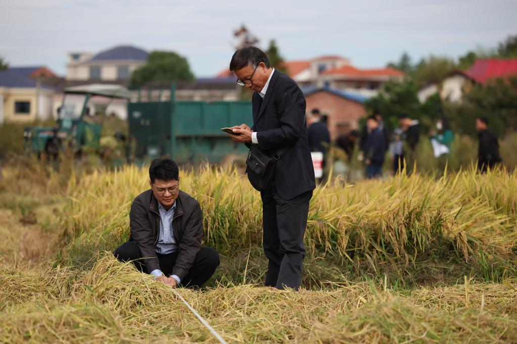 新華全媒+丨湖南瀏陽(yáng):“一季雜交稻+再生稻”糧食周年生產(chǎn)模式再生季稻測產(chǎn)驗收