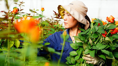 新華全媒+丨山東莒縣:鮮切花鋪就鄉村振興路