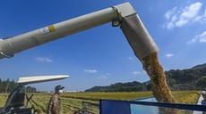 新華全媒+|魚(yú)米之鄉喜迎豐收