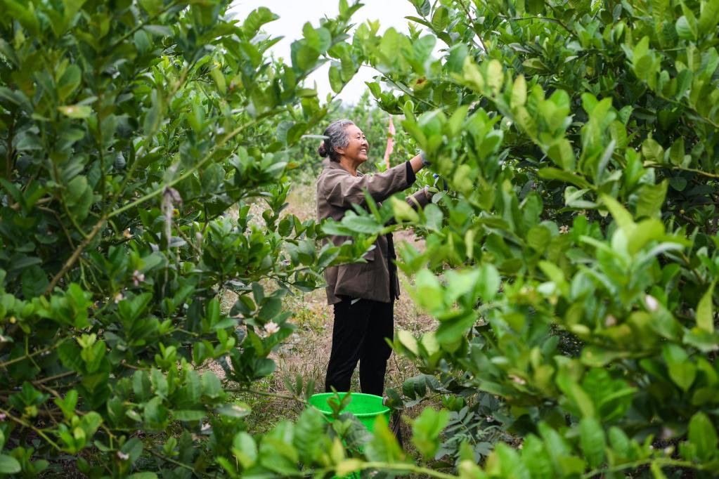 新華全媒+丨重慶大足:中藥材產(chǎn)業(yè)助推鄉村振興