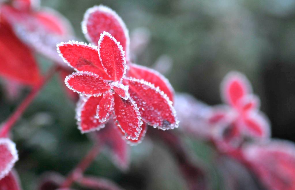 新華全媒+｜詩(shī)意中國——山明水凈夜來(lái)霜，數樹(shù)深紅出淺黃