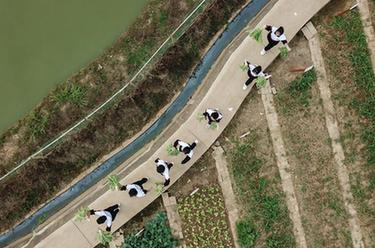 “校園農場(chǎng)”體驗豐收農忙