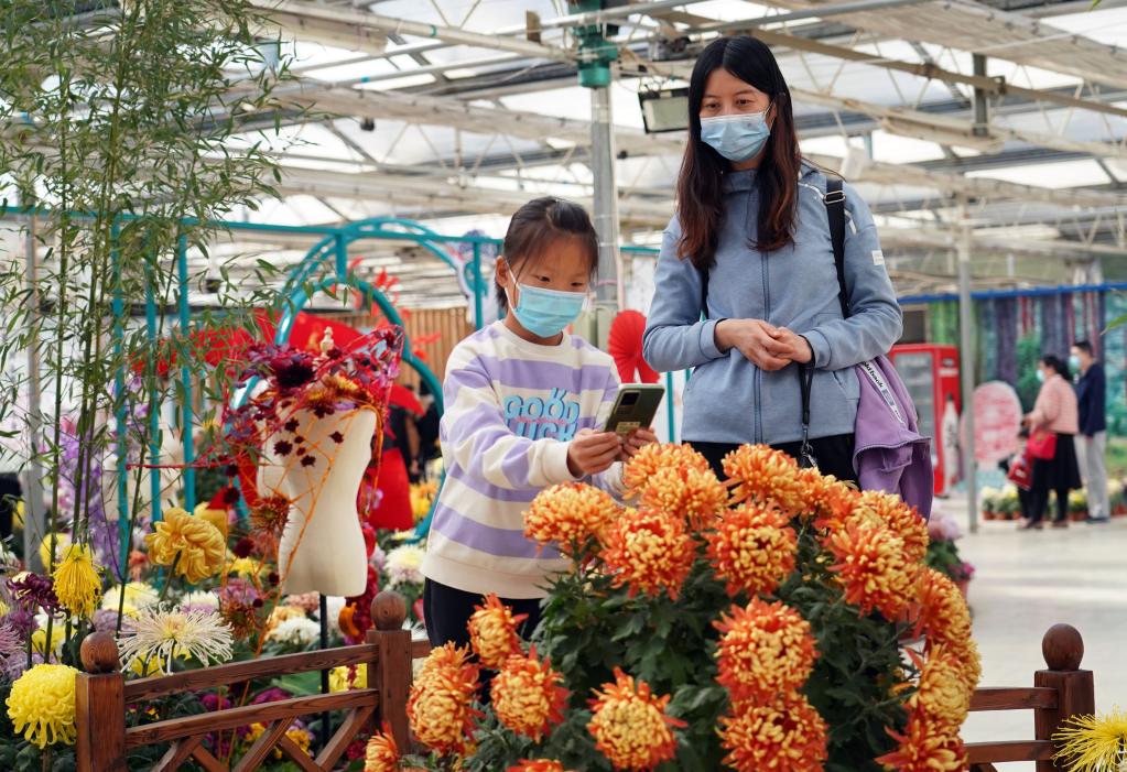 北京：金秋賞菊正當時(shí)