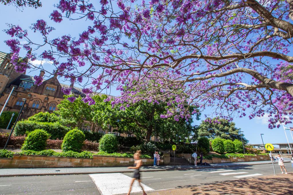 澳大利亞悉尼:藍花楹盛開(kāi)