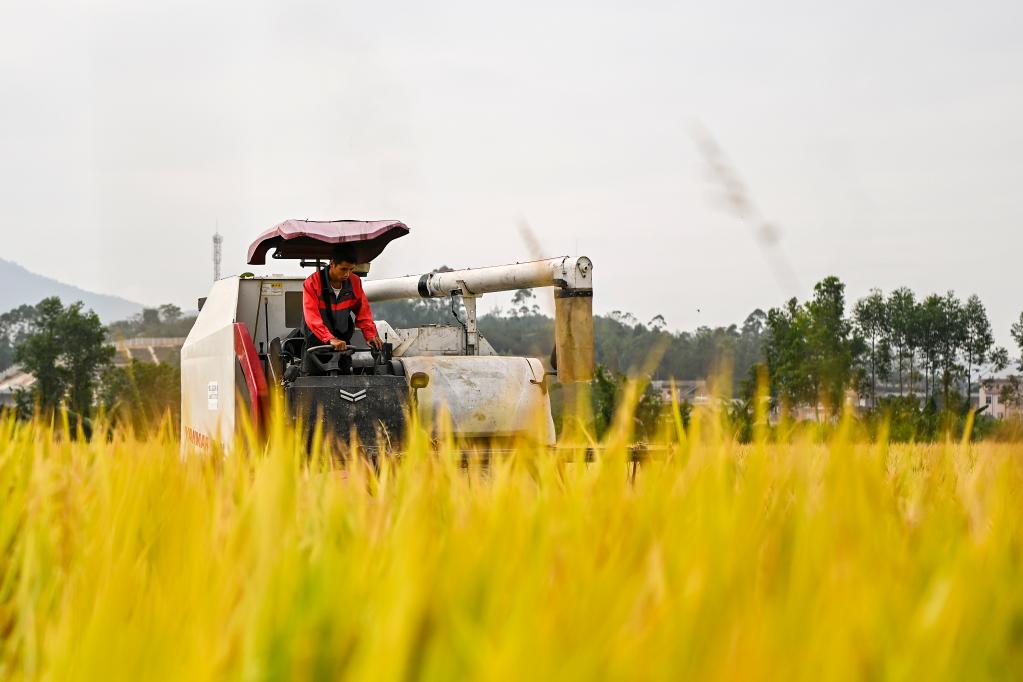 廣西興業(yè):收獲晚稻