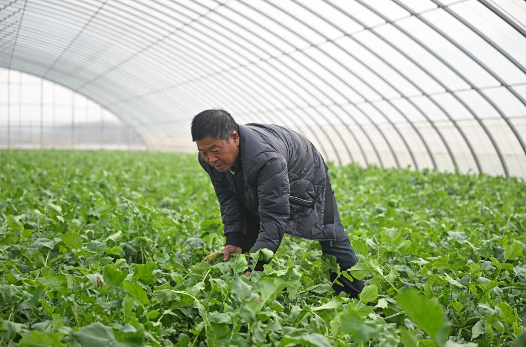 “蘿卜小鎮”迎豐收 特色產(chǎn)業(yè)促振興